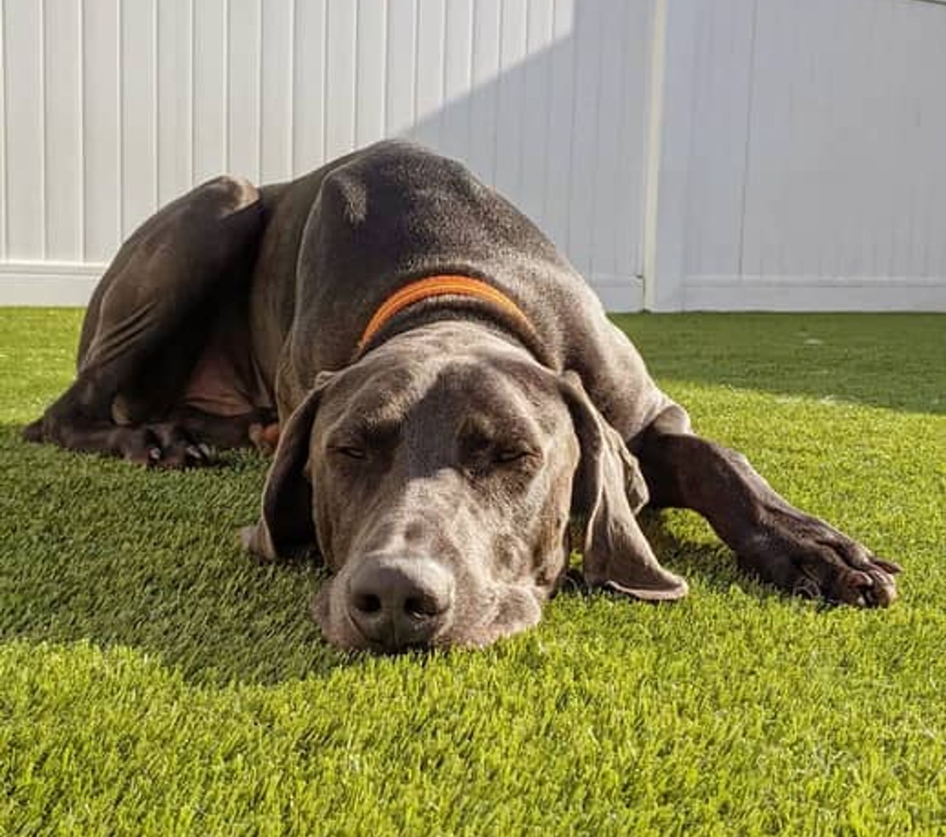 K9Grass product options