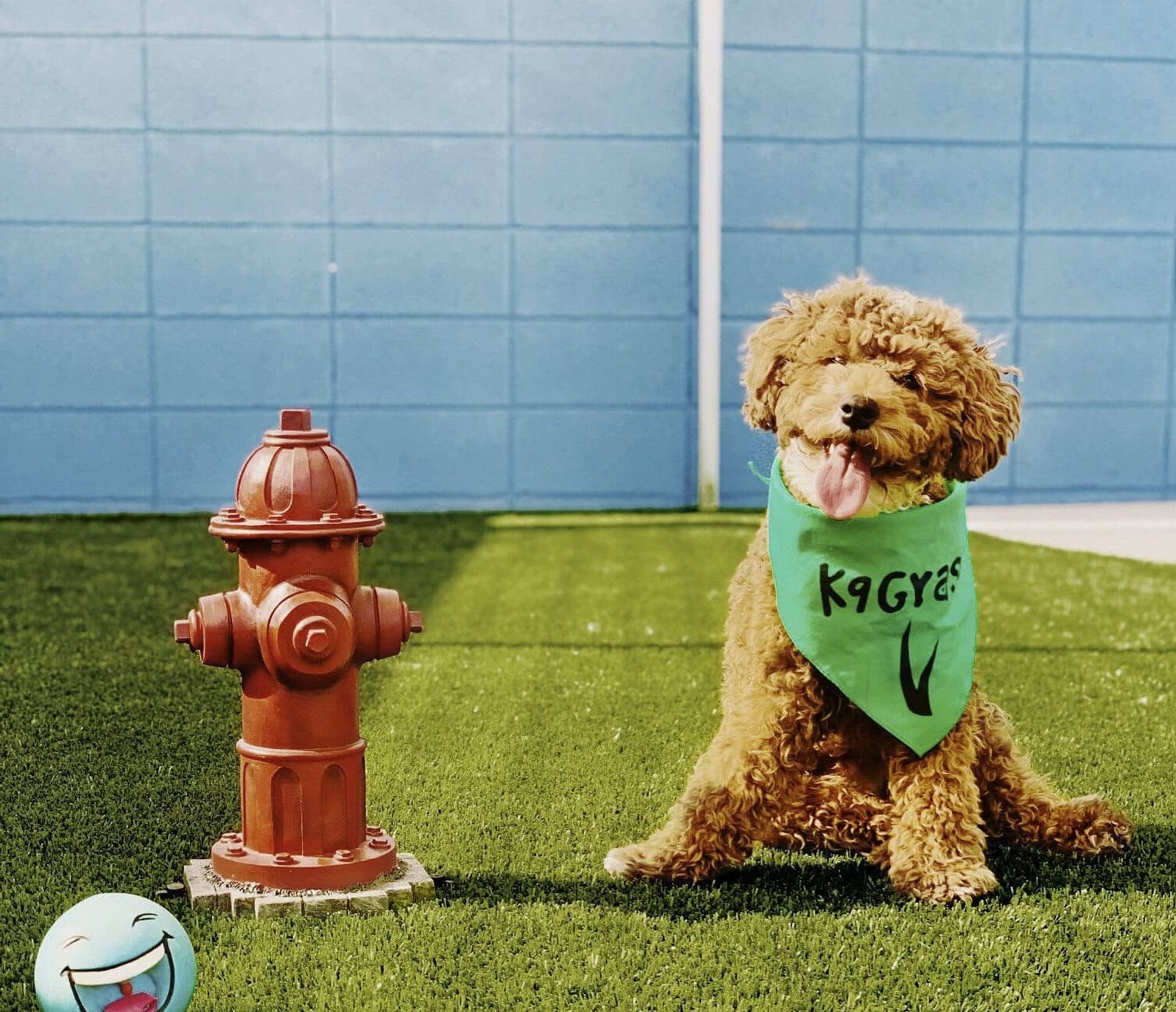 K9Grass installation process