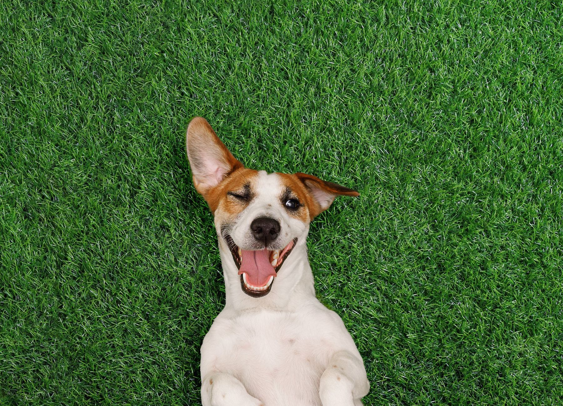 graphic of USA and canada showing their locations