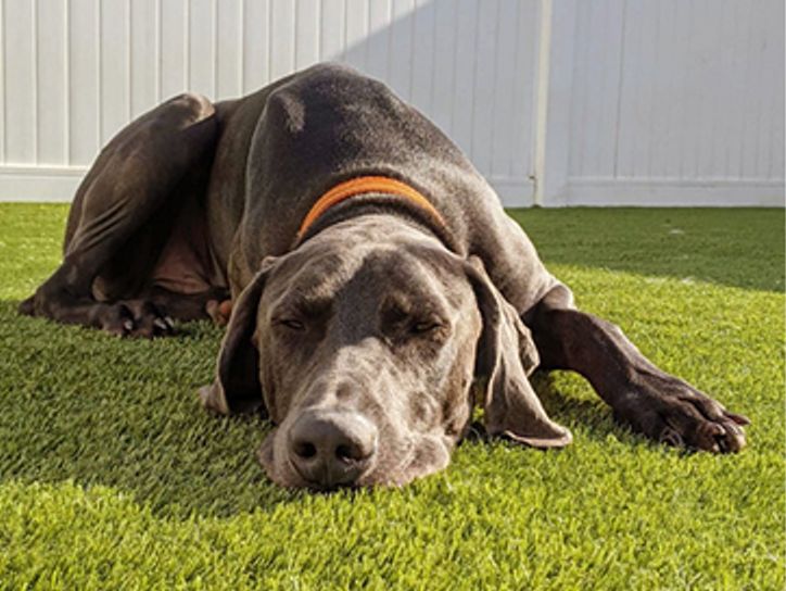 dog on grass