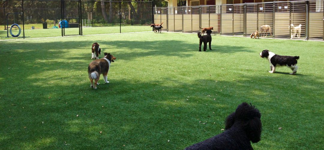 Artificial Grass For Dog Parks