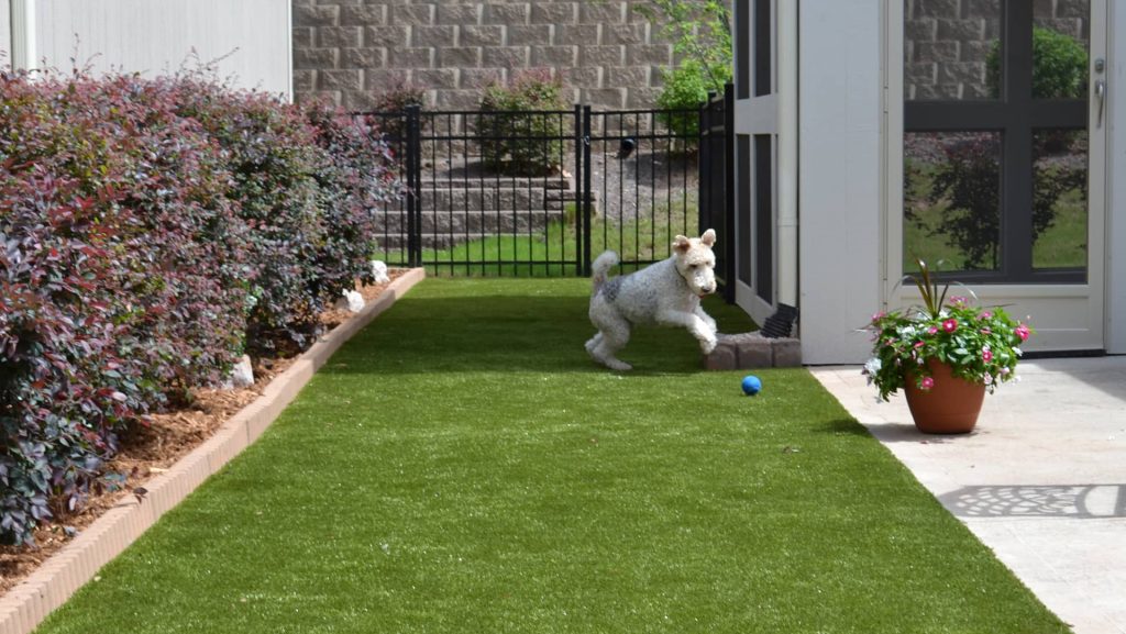 A dog plays in a backyard surfaced with ForeverLawn's pet-friendly K9Grass artificial turf