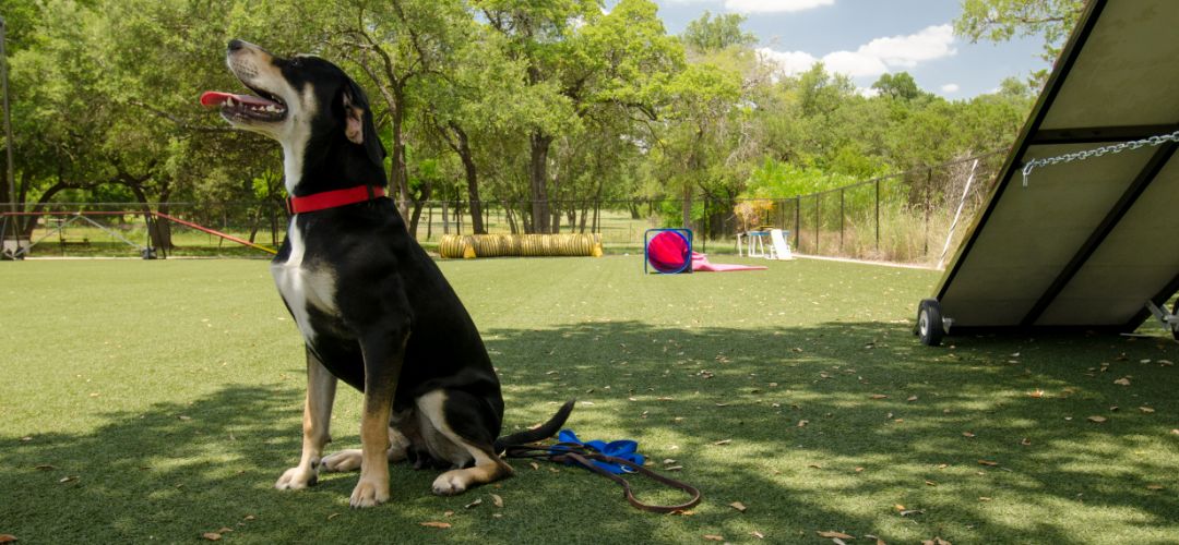 Artificial Grass vs. Real Grass: Which Is Safer for Dogs?