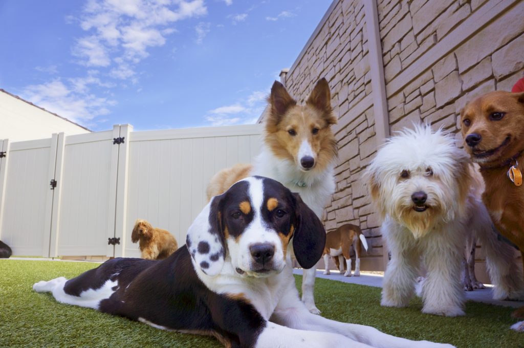 Image Of Dogs In A Backyard Surfaced With Artificial Grass