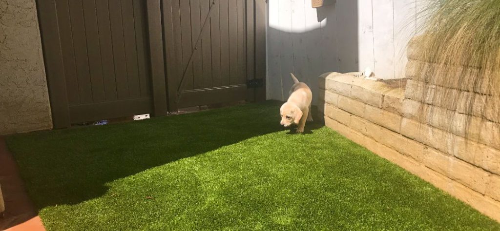 A Dog Exploring The Artificial Grass In The Backyard.