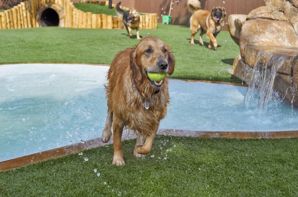 A Dog With A Tennis Ball In Its Mouth Playing Near An Outdoor Water Feature On Pet-Friendly K9Grass Artificial Turf