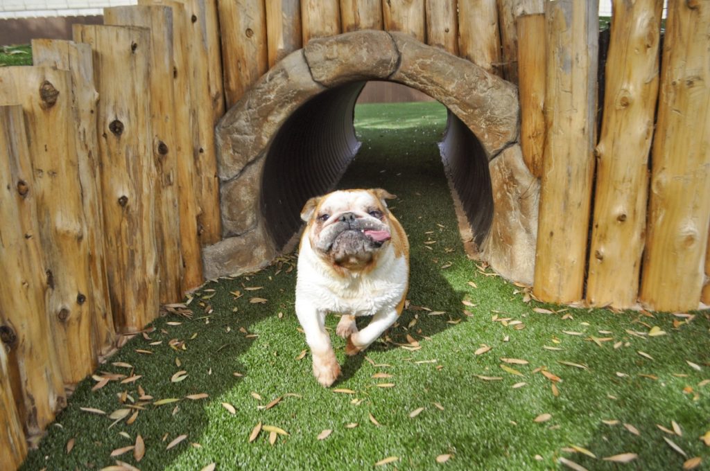 Bulldog Running Out Of Tunnel On Pet Turf With Tongue Hanging Out